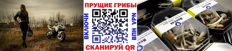 цена наркотик Волгодонск Галлюциногенные грибы MAGIC MUSHROOMS